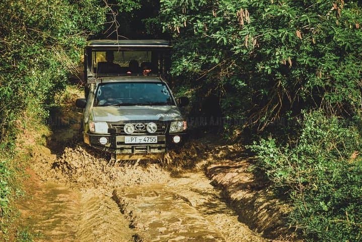 Full-Day Yala Leopard Safari with Picnic Lunch — Private Wildlife Tour photo 1