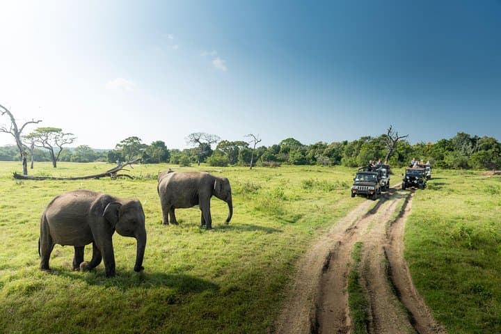 Full-Day Yala Leopard Safari with Picnic Lunch — Private Wildlife Tour photo 4