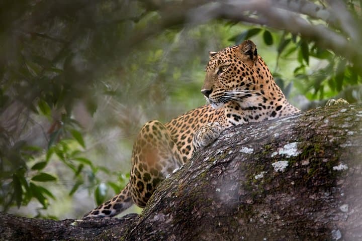 Full-Day Yala Leopard Safari with Picnic Lunch — Private Wildlife Tour photo 2