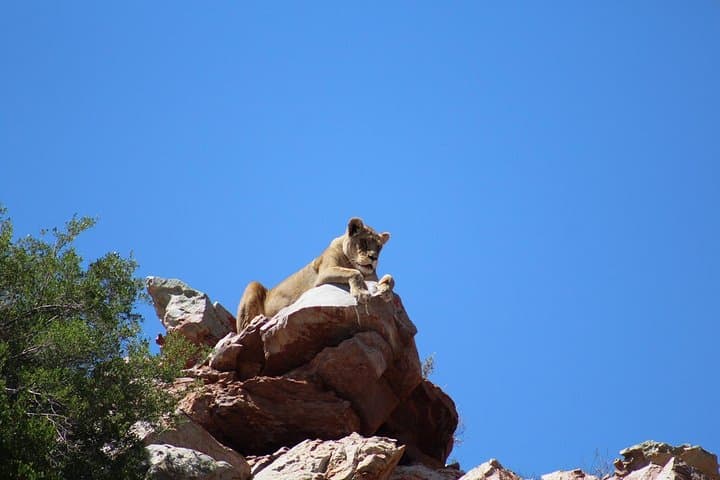 Big 5 Day Safari Near Cape Town: A Malaria-Free Game Drive Adventure