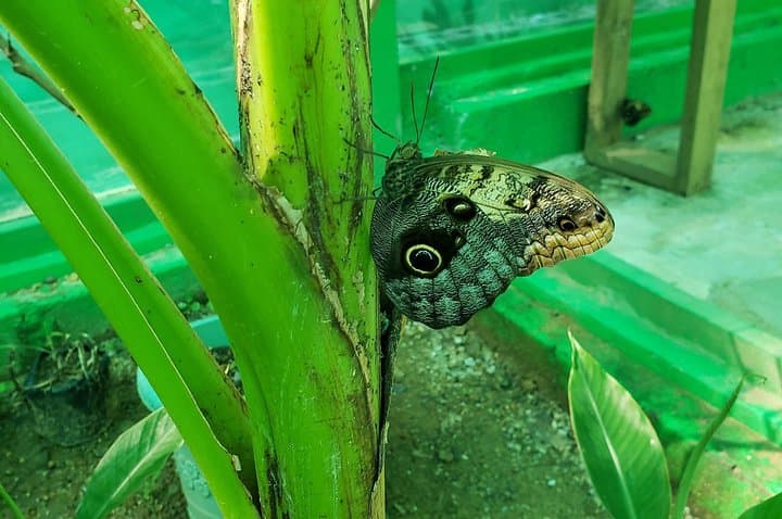 Explore Roatán: Sloths, Chocolate Factory & West End Beach Tour