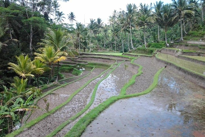 Ubud Customized Private Tour – Waterfalls, Rice Fields & Kintamani Sunset photo 4