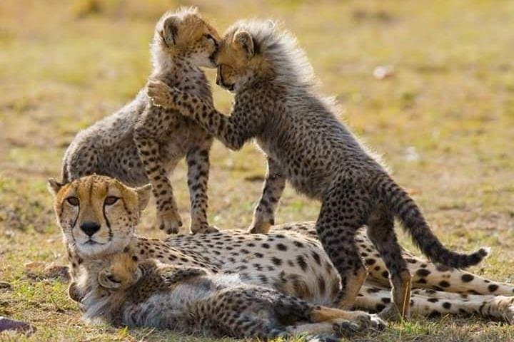 7-Day Big Five Safari: Maasai Mara, Amboseli & Lake Nakuru