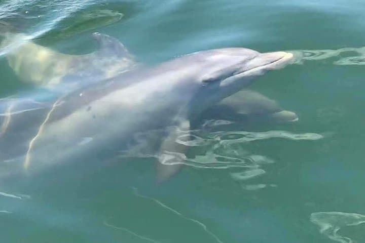 Private Pensacola Powerboat Dolphin Cruise with Remote Beach Stop photo 3
