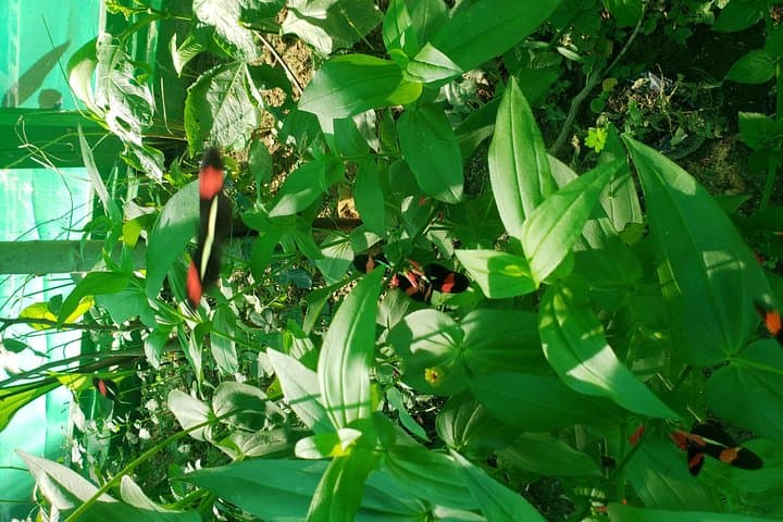Explore Roatán: Sloths, Chocolate Factory & West End Beach Tour photo 3
