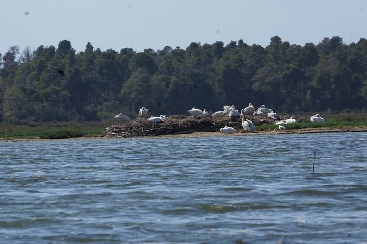 Karavasta Lagoon Boat Trip from Tirana — See Dalmatian Pelicans in Albania photo 4