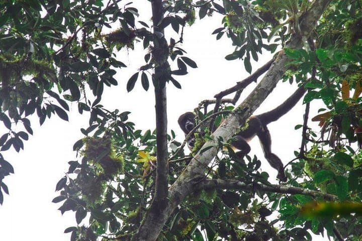 San Sebastián Wet-Forest Walk — Machalilla National Park Day Tour photo 2
