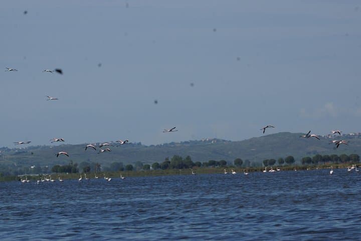 Karavasta Lagoon Boat Trip from Tirana — See Dalmatian Pelicans in Albania photo 5