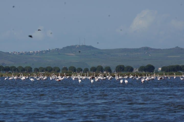 Karavasta Lagoon Boat Trip from Tirana — See Dalmatian Pelicans in Albania photo 6