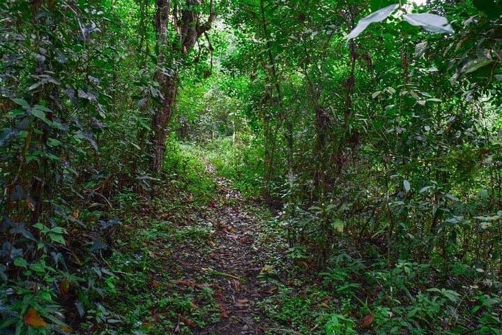 San Sebastián Wet-Forest Walk — Machalilla National Park Day Tour photo 3
