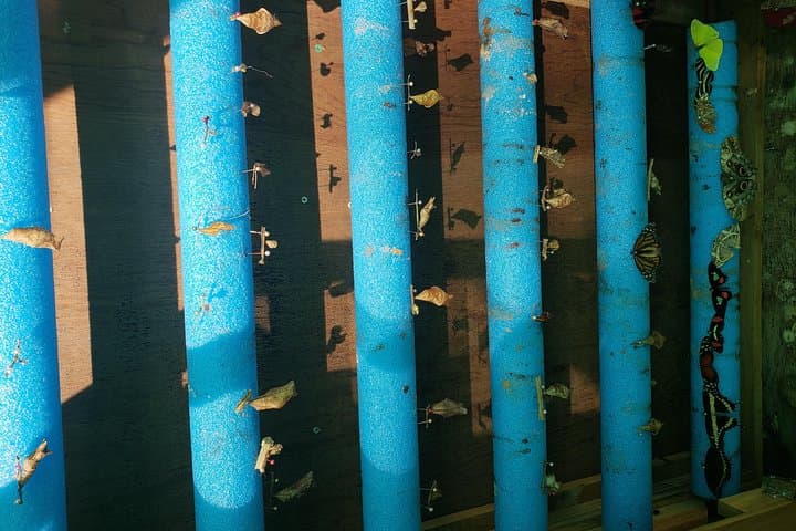 Explore Roatán: Sloths, Chocolate Factory & West End Beach Tour photo 4