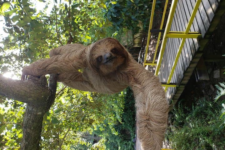 Explore Roatán: Sloths, Chocolate Factory & West End Beach Tour photo 5