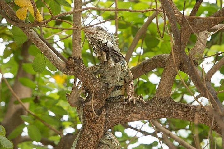 San Sebastián Wet-Forest Walk — Machalilla National Park Day Tour photo 4