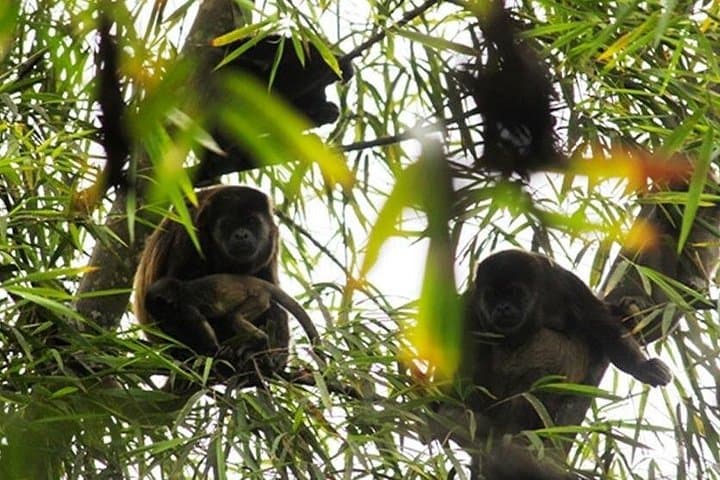 San Sebastián Wet-Forest Walk — Machalilla National Park Day Tour