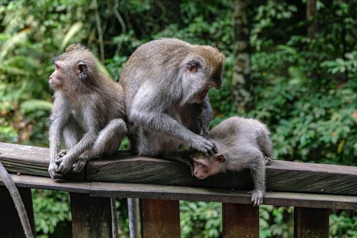 Ubud Highlights Tour: Monkey Forest, Tegalalang & Tukad Cepung Waterfall