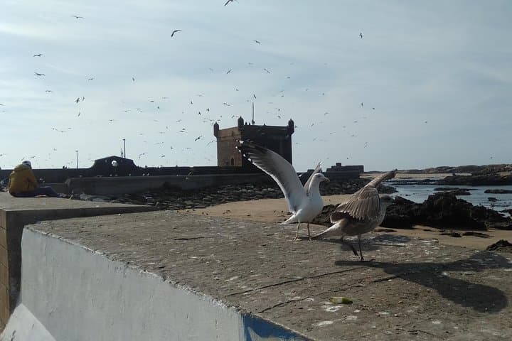 Essaouira Day Trip from Marrakech: Coastal Medina, Argan Co‑ops & Fresh Seafood photo 1