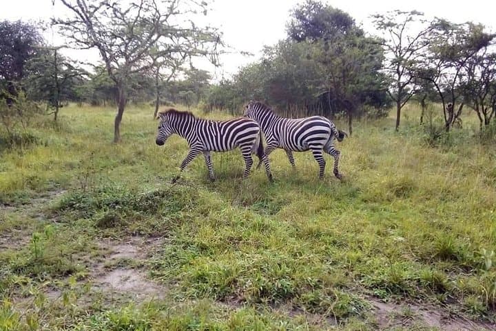 7-Day Uganda Safari: Murchison Falls, Rwenzori Forest Walks & Source of the Nile photo 1