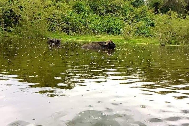 7-Day Uganda Safari: Murchison Falls, Rwenzori Forest Walks & Source of the Nile photo 2