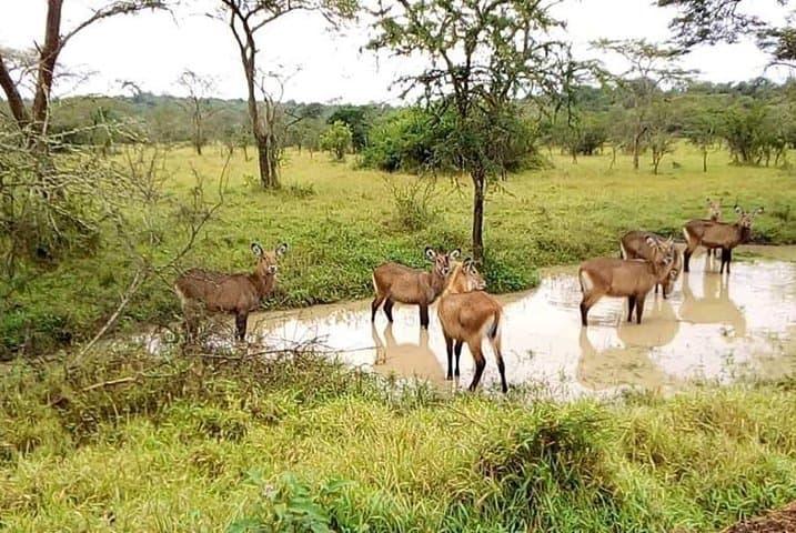 7-Day Uganda Safari: Murchison Falls, Rwenzori Forest Walks & Source of the Nile photo 3