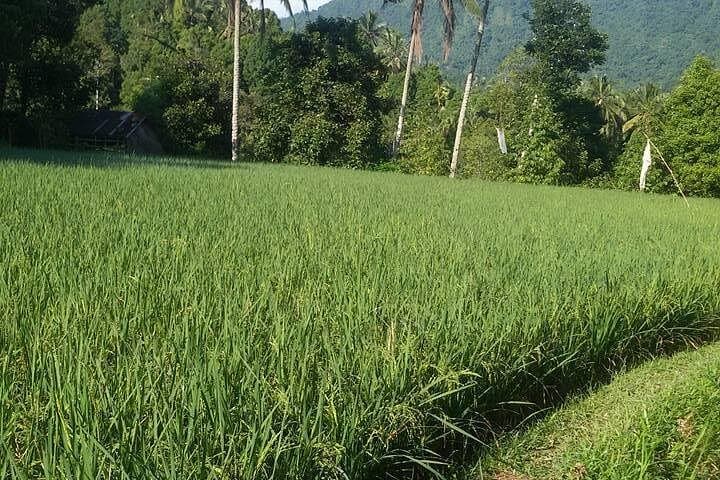Sekumpul Waterfall Trek: A Day Hike Through North Bali’s Seven Falls photo 5