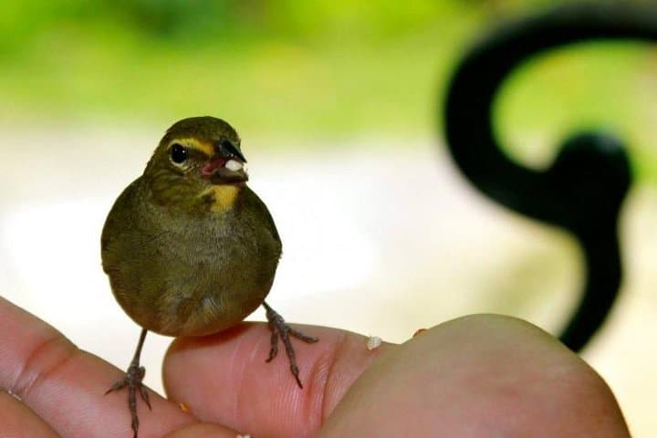 Hands-On Hummingbird Feeding at Montego Bay Bird Sanctuary