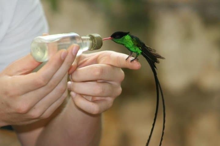 Hands-On Hummingbird Feeding at Montego Bay Bird Sanctuary photo 2