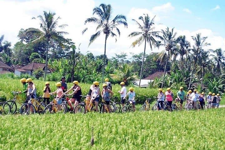 Kintamani to Ubud Cycling Tour — Downhill Ride with Mount Batur Views photo 3
