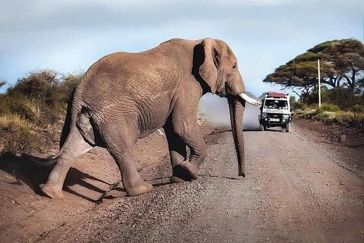 Amboseli National Park Day Safari from Nairobi — Elephants & Kilimanjaro Views photo 2