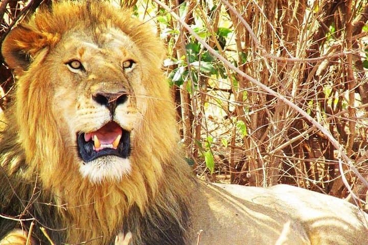 Facing Kilimanjaro: 2-Day All-Inclusive Amboseli Safari