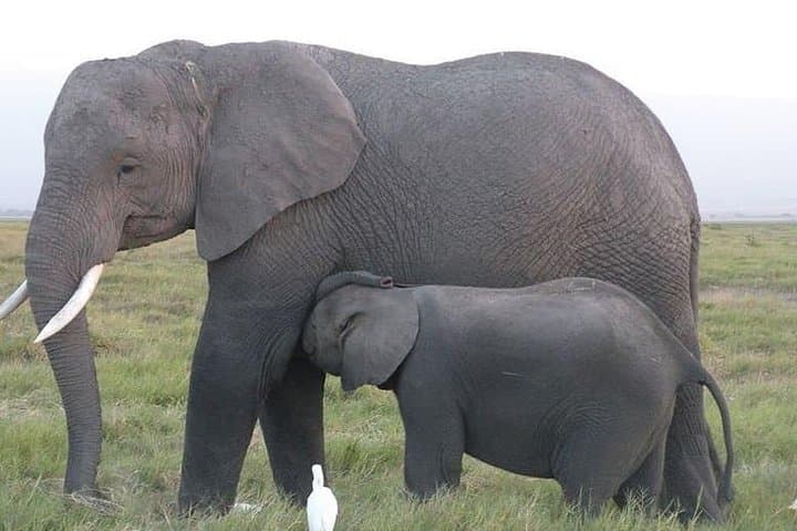Facing Kilimanjaro: 2-Day All-Inclusive Amboseli Safari photo 2