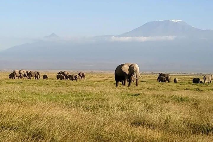Facing Kilimanjaro: 2-Day All-Inclusive Amboseli Safari photo 4