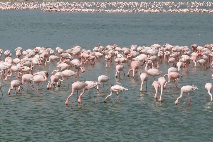 Facing Kilimanjaro: 2-Day All-Inclusive Amboseli Safari photo 5