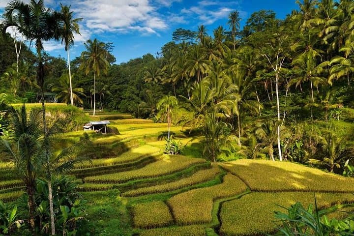 3-Day Bali Highlights: Ubud, Bedugul & Uluwatu Cultural Journey