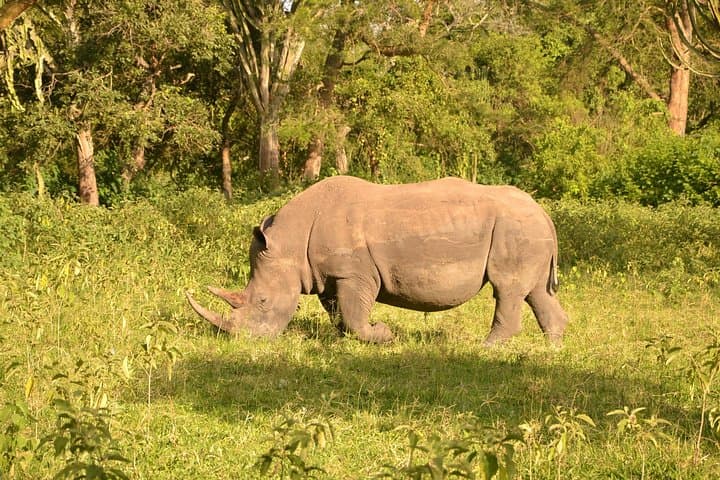 3-Day Murchison Falls Big-5 Safari — Giraffe Paradise & Ziwa Rhino Trek photo 2