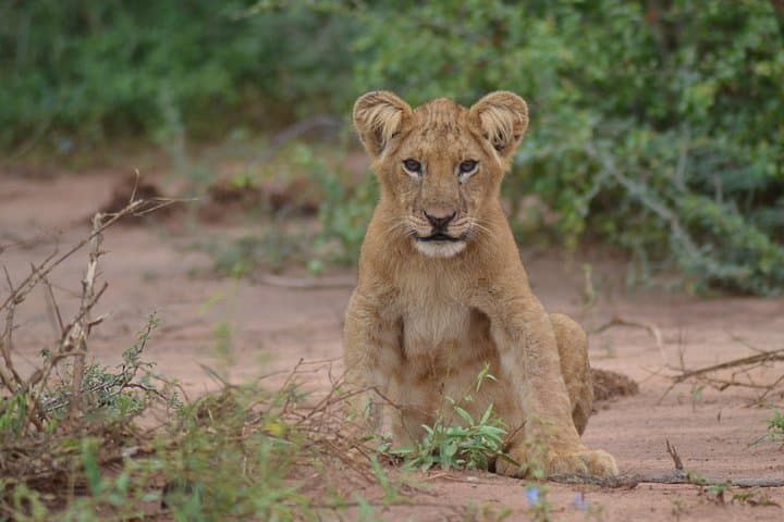 3-Day Murchison Falls Big-5 Safari — Giraffe Paradise & Ziwa Rhino Trek photo 5