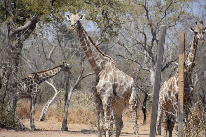 Into the Wild: Yankari Game Reserve Safari & Wikki Warm Spring Retreat