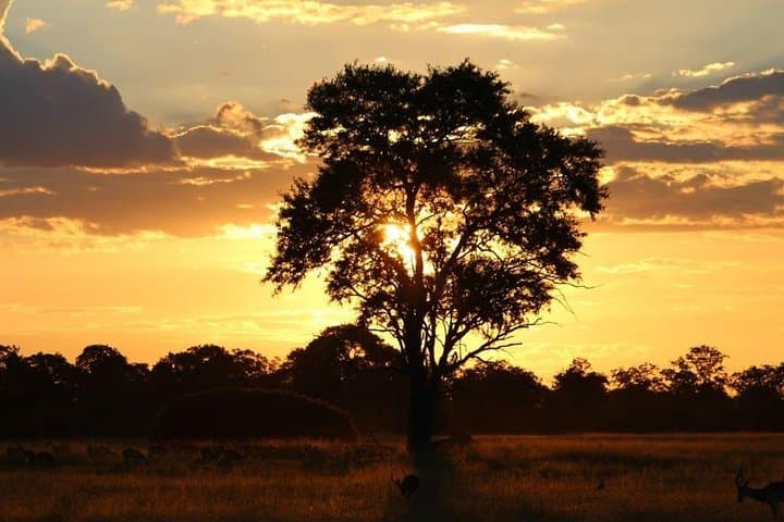 Luxury Okavango Delta: 5-Day Boteti & Moremi Safari photo 5
