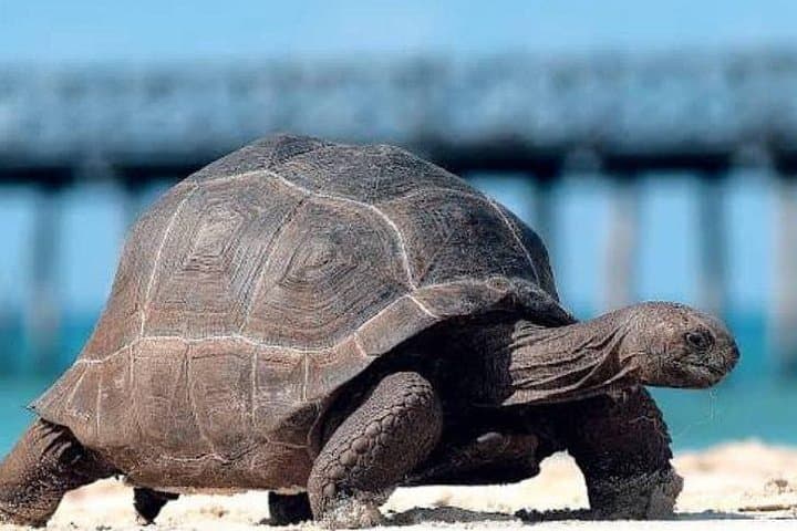 Prison Island (Changuu) Half-Day Tour from Zanzibar — Tortoises, Snorkel & History photo 2