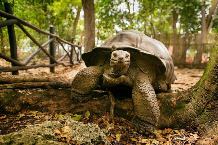 Prison Island (Changuu) Half-Day Tour from Zanzibar — Tortoises, Snorkel & History photo 3