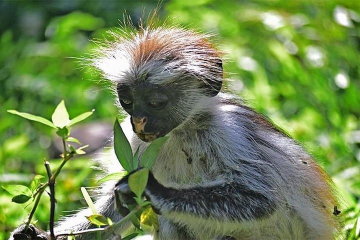 Jozani Forest Reserve: Half-Day Guided Walk to See Zanzibar’s Red Colobus