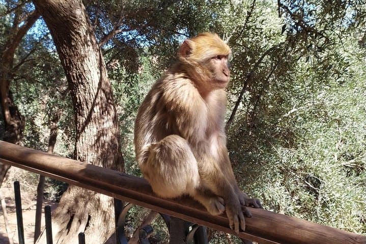 Ouzoud Waterfalls Day Trip from Marrakech: Olive Groves, Monkeys and Multi-Tiered Cascades photo 2