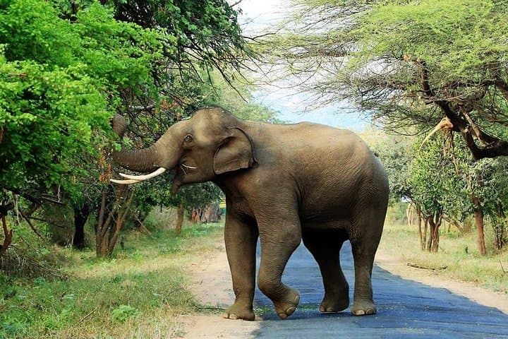 Chinnar Wildlife and Eravikulam Day Tour from Munnar