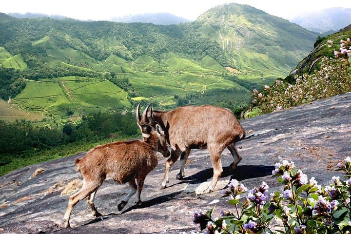 Chinnar Wildlife and Eravikulam Day Tour from Munnar photo 2