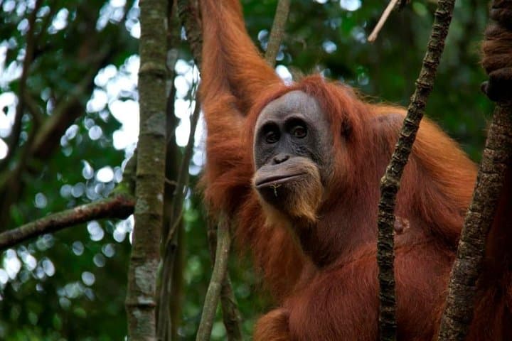One-Day Bukit Lawang Orangutan Trek from Medan — Gunung Leuser Jungle Adventure photo 2