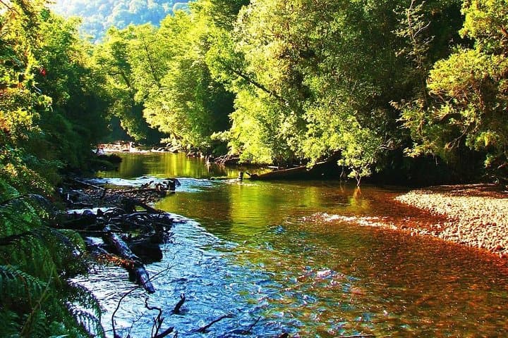 Full-Day Hike in Alerce Andino National Park: Ancient Alerce Forest Trek from Puerto Varas