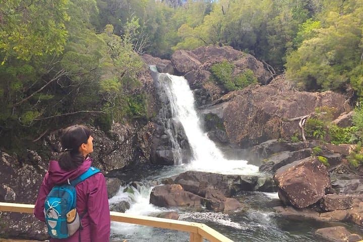 Full-Day Hike in Alerce Andino National Park: Ancient Alerce Forest Trek from Puerto Varas photo 3