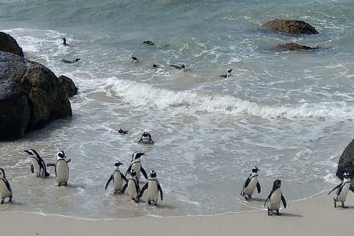 Hermanus Whale Watching and Bettys Bay Penguin Encounter — Full-Day from Cape Town photo 3