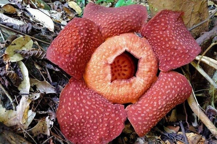 Cameron Highlands Rafflesia Explorer: Full-Day 4x4 Trek & BOH Tea Plantation photo 4