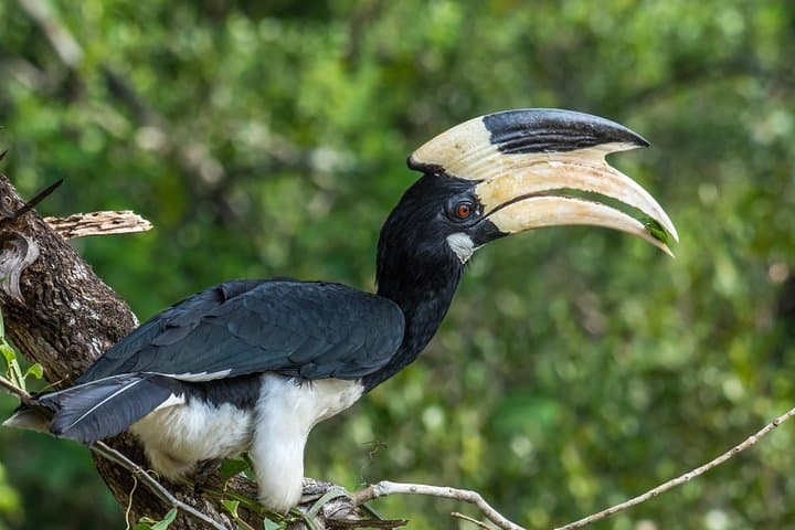 Wilpattu National Park Day Safari from Negombo — Leopard, Elephant & Birdwatching Excursion photo 4