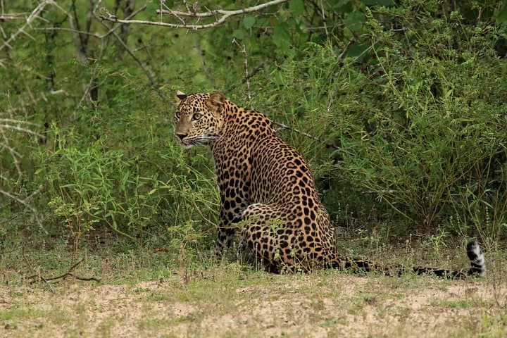 Wilpattu National Park Day Safari from Negombo — Leopard, Elephant & Birdwatching Excursion photo 5